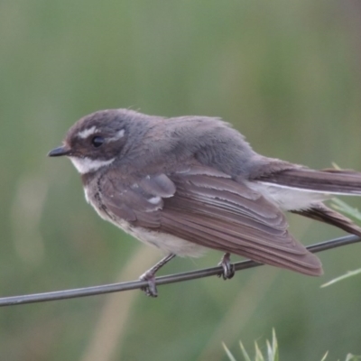 Rhipidura albiscapa (Grey Fantail) at Paddys River, ACT - 8 Dec 2014 by MichaelBedingfield