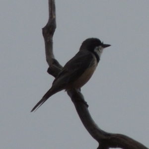 Pachycephala rufiventris at Tennent, ACT - 3 Dec 2014