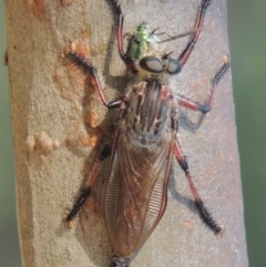 Neoaratus hercules (Herculean Robber Fly) at Paddys River, ACT - 9 Dec 2014 by michaelb