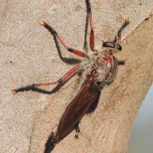 Neoaratus hercules at Paddys River, ACT - 9 Dec 2014