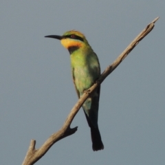 Merops ornatus (Rainbow Bee-eater) at Point Hut to Tharwa - 7 Dec 2016 by michaelb