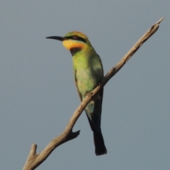 Merops ornatus (Rainbow Bee-eater) at Paddys River, ACT - 7 Dec 2016 by michaelb