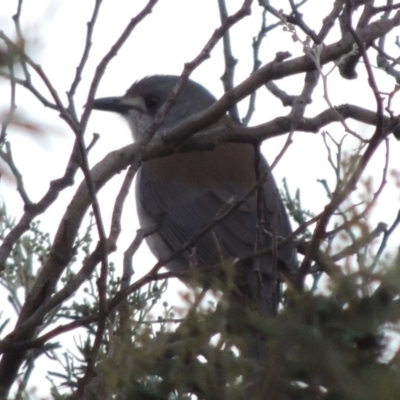 Colluricincla harmonica (Grey Shrikethrush) at Point Hut to Tharwa - 6 Jun 2015 by michaelb