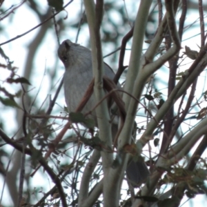 Colluricincla harmonica at Greenway, ACT - 20 Jul 2015