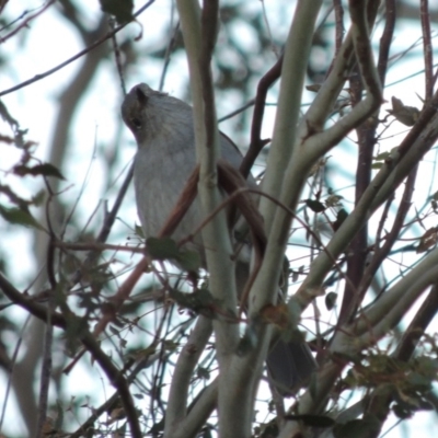Colluricincla harmonica (Grey Shrikethrush) at Greenway, ACT - 20 Jul 2015 by MichaelBedingfield