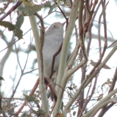 Colluricincla harmonica at Greenway, ACT - 20 Jul 2015 06:10 PM