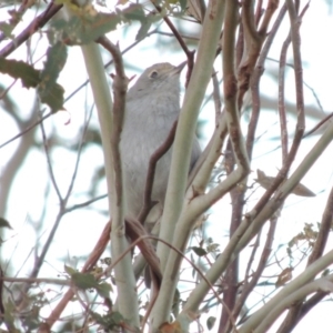 Colluricincla harmonica at Greenway, ACT - 20 Jul 2015 06:10 PM