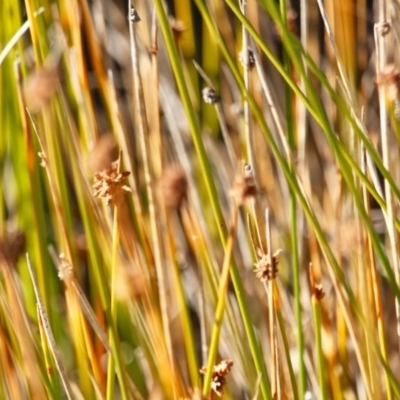 Ficinia nodosa (Knobby Club-rush) at Nadgee Nature Reserve - 26 Jul 2017 by RossMannell