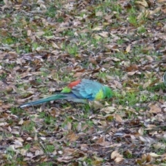 Psephotus haematonotus (Red-rumped Parrot) at Lake Tuggeranong - 13 Jul 2017 by ozza