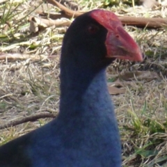 Porphyrio melanotus (Australasian Swamphen) at Lake Tuggeranong - 13 Jul 2017 by ozza