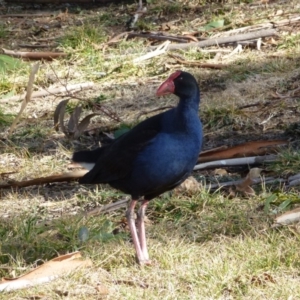 Porphyrio melanotus at Greenway, ACT - 13 Jul 2017