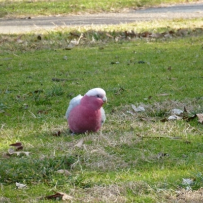 Eolophus roseicapilla (Galah) at Greenway, ACT - 13 Jul 2017 by ozza