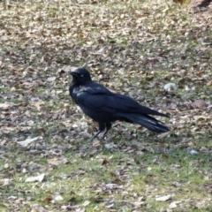 Corvus coronoides (Australian Raven) at Lake Tuggeranong - 13 Jul 2017 by ozza