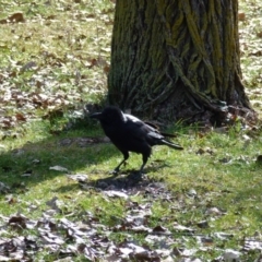 Corvus coronoides at Greenway, ACT - 13 Jul 2017