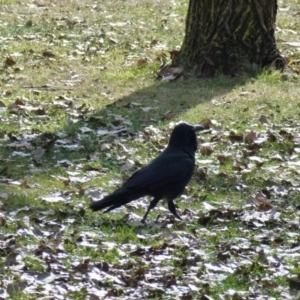 Corvus coronoides at Greenway, ACT - 13 Jul 2017