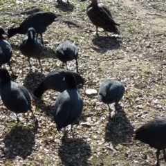 Fulica atra (Eurasian Coot) at Lake Tuggeranong - 13 Jul 2017 by ozza