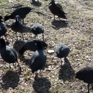 Fulica atra at Greenway, ACT - 13 Jul 2017