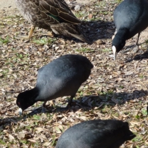 Fulica atra at Greenway, ACT - 13 Jul 2017