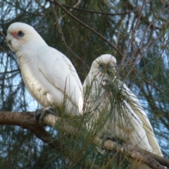 Cacatua sanguinea (Little Corella) at Lake Tuggeranong - 13 Jul 2017 by ozza