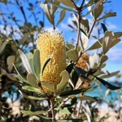 Banksia integrifolia subsp. integrifolia (Coast Banksia) at Nadgee Nature Reserve - 25 Jul 2017 by RossMannell