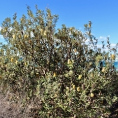 Banksia integrifolia subsp. integrifolia at Wonboyn, NSW - 26 Jul 2017