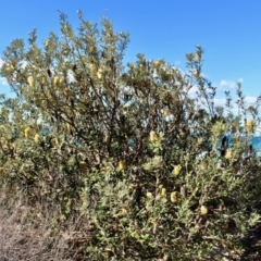 Banksia integrifolia subsp. integrifolia at Wonboyn, NSW - 26 Jul 2017 12:00 AM