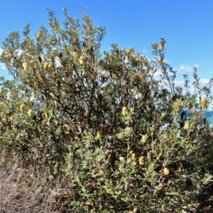 Banksia integrifolia subsp. integrifolia at Wonboyn, NSW - 26 Jul 2017 12:00 AM