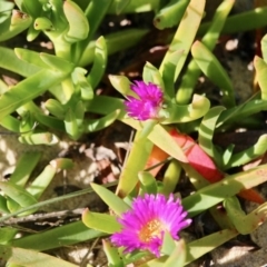 Carpobrotus glaucescens (Pigface) at Wonboyn, NSW - 25 Jul 2017 by RossMannell