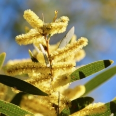 Acacia longifolia subsp. longifolia (Sydney Golden Wattle) at Nadgee Nature Reserve - 26 Jul 2017 by RossMannell