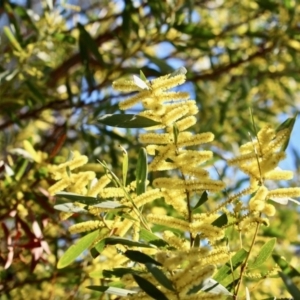 Acacia longifolia subsp. longifolia at Wonboyn, NSW - 26 Jul 2017