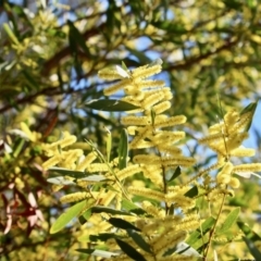 Acacia longifolia subsp. longifolia at Wonboyn, NSW - 26 Jul 2017