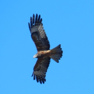 Lophoictinia isura (Square-tailed Kite) at Merimbula, NSW - 25 Jul 2017 by SueMuffler