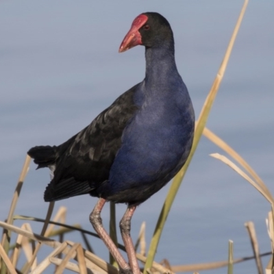 Porphyrio melanotus (Australasian Swamphen) at Lake Tuggeranong - 27 Jul 2017 by Alison Milton