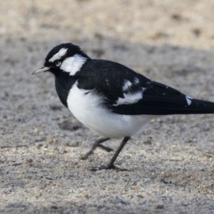 Grallina cyanoleuca at Greenway, ACT - 27 Jul 2017 02:20 PM