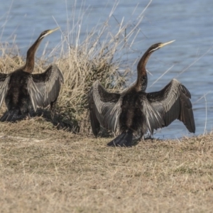 Anhinga novaehollandiae at Greenway, ACT - 27 Jul 2017