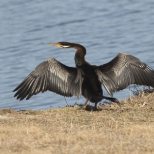 Anhinga novaehollandiae at Greenway, ACT - 27 Jul 2017