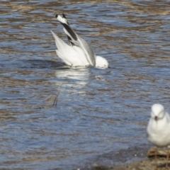 Chroicocephalus novaehollandiae at Greenway, ACT - 27 Jul 2017