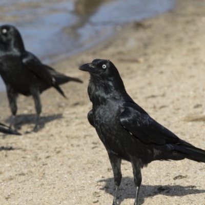 Corvus coronoides (Australian Raven) at Lake Tuggeranong - 27 Jul 2017 by Alison Milton