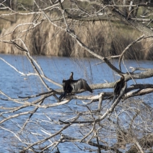 Anhinga novaehollandiae at Greenway, ACT - 27 Jul 2017