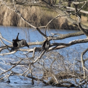 Anhinga novaehollandiae at Greenway, ACT - 27 Jul 2017 02:27 PM