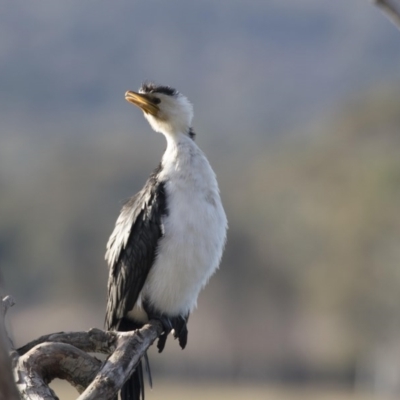 Microcarbo melanoleucos (Little Pied Cormorant) at Lake Tuggeranong - 27 Jul 2017 by Alison Milton