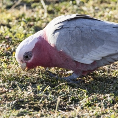 Eolophus roseicapilla (Galah) at Greenway, ACT - 27 Jul 2017 by Alison Milton