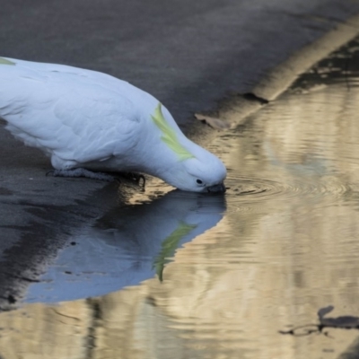 Cacatua galerita (Sulphur-crested Cockatoo) at Bonython, ACT - 27 Jul 2017 by AlisonMilton