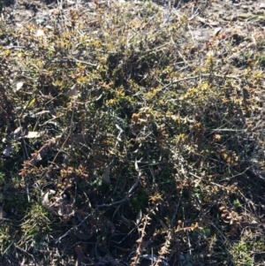 Acacia gunnii at Wamboin, NSW - 28 Jul 2017 11:44 AM