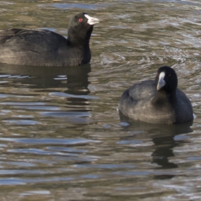 Fulica atra (Eurasian Coot) at Stranger Pond - 27 Jul 2017 by Alison Milton