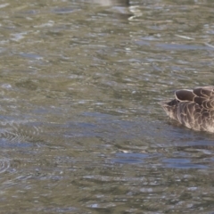 Anas superciliosa (Pacific Black Duck) at Stranger Pond - 27 Jul 2017 by AlisonMilton