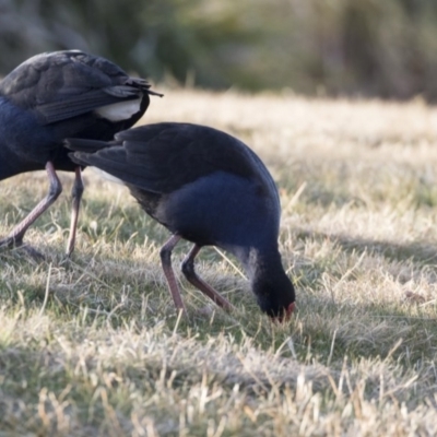 Porphyrio melanotus (Australasian Swamphen) at Stranger Pond - 27 Jul 2017 by Alison Milton