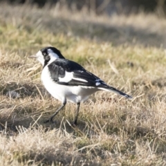 Grallina cyanoleuca (Magpie-lark) at Bonython, ACT - 27 Jul 2017 by AlisonMilton