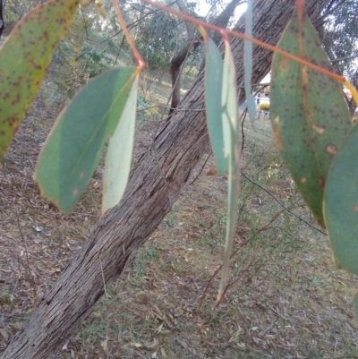 Eucalyptus dives (Broad-leaved Peppermint) at Fadden, ACT - 25 Jul 2017 by ArcherCallaway