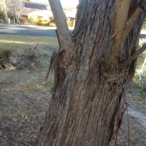 Eucalyptus dives at Fadden, ACT - 25 Jul 2017 09:09 AM